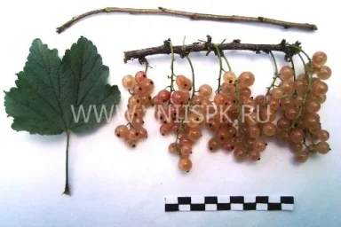 Сорт смородины красной Прыгажуня 0
