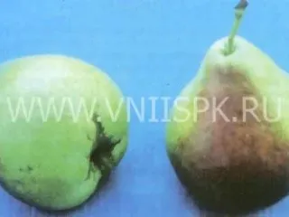 Сорт груши Зональная