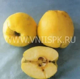 Сорт айвы Золото Скифов 0