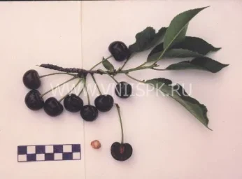 Сорт вишни Песковатская 0