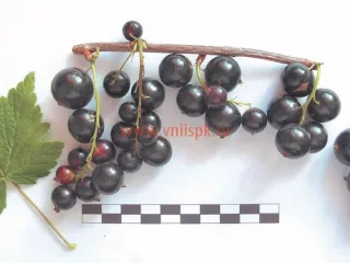 Сорт смородины черной Мила