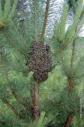 Вдруг, откуда ни возьмись… Вдруг, откуда ни возьмись…