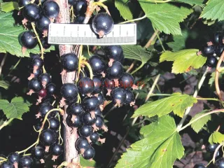 Сорт смородины черной Стрелец