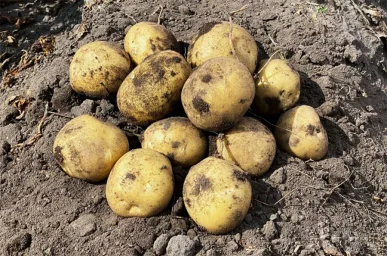 Сорт картофеля Карелия 0