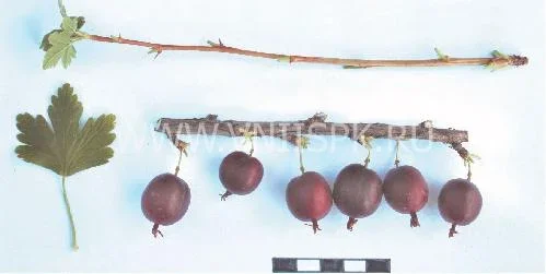 Сорт крыжовника Очарование 0