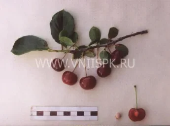 Сорт вишни Краса Татарии 0