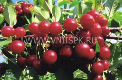 Сорт вишни Калитвянка 0