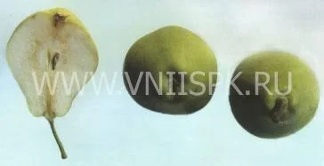 Сорт груши Космическая 0