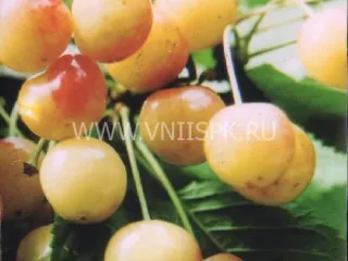 Сорт черешни Золотухинская