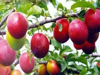 Сорт сливы китайской Куяшская