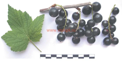 Сорт смородины черной Забава 0