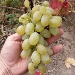Сорт винограда Валентина 2