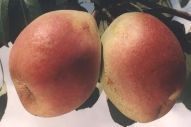 Сорт груши Мрия 0