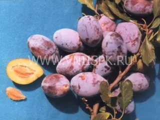 Сорт сливы домашней Краснодарская