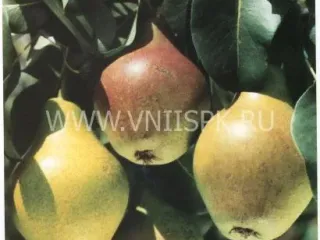 Сорт груши Дебютантка