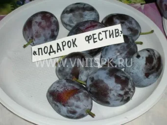 Сорт сливы домашней Подарок Фестивалю 0