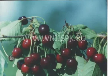 Сорт черешни Памяти Чернышевского 0