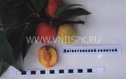 Сорт персика Дагестанский Золотой 0