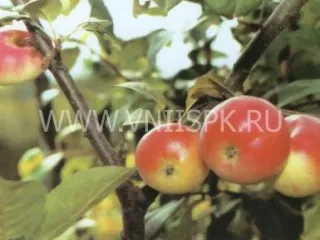 Сорт яблони Слава Приморья