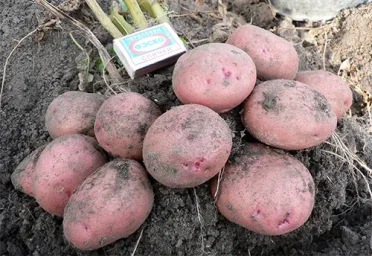 Сорт картофеля Журавинка 0