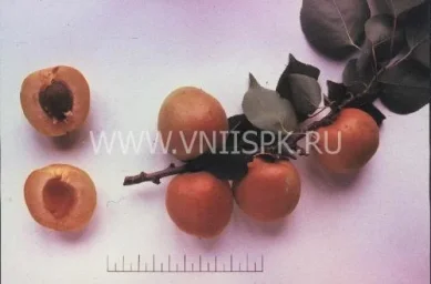 Сорт абрикоса Компотный 0
