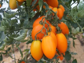 Сорт томата Органза (F1) 0