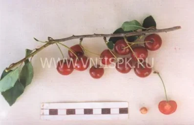 Сорт вишни Труженица Татарии 0