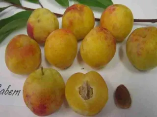 Сорт сливы китайской Завет