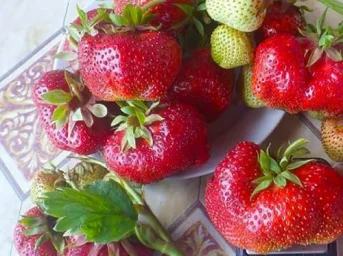 Сорт клубники Кисс Неллис 1