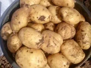 Сорт картофеля Ривьера