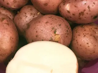 Сорт картофеля Фламинго