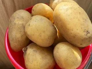 Сорт картофеля Гусар