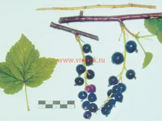 Сорт смородины черной Длиннокистная