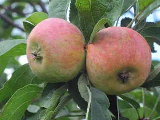 Сорт яблони Коробовка