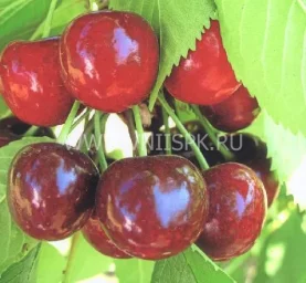 Сорт черешни Аннушка (Черешня) 0