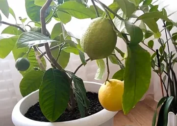 Сорт лимона Майкопский 0