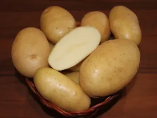 Сорт картофеля Крепыш