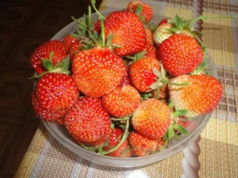 Сорт клубники Дукат 0