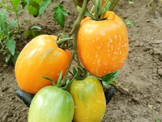 Сорт томата Южный загар