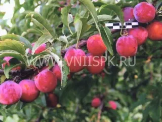 Сорт сливы китайской Краса Орловщины