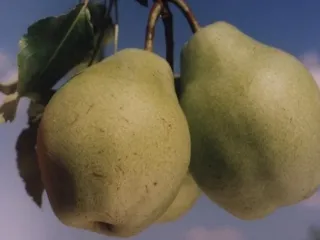 Сорт груши Витчизняна