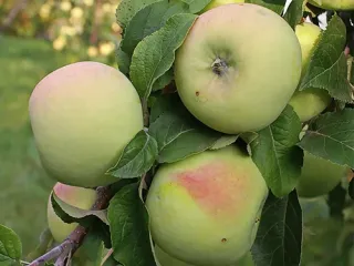 Сорт яблони Мартовское
