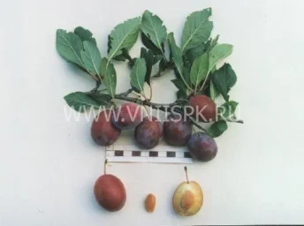 Сорт сливы домашней Волжанка (Слива) 0