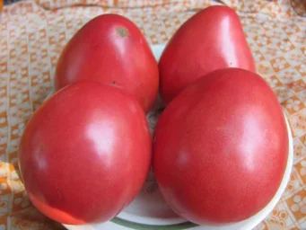 Сорт томата Севрюга 1