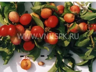 Сорт сливы китайской Пионерка (Слива Китайская)