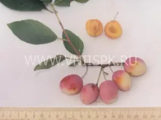 Сорт сливы домашней Память Тимирязева