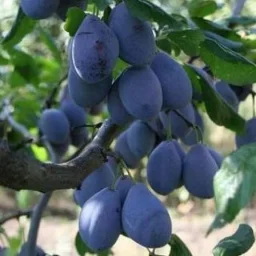 Сорт сливы Венгерка Корнеевская 0