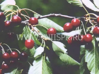 Сорт черешни Итальянка