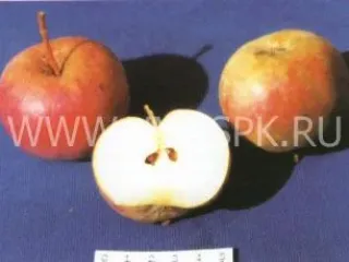 Сорт яблони Приморское