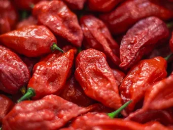 Сорт перца Бхут Джолокия (Bhut Jolokia) 5